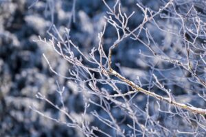 branches, snow, winter-6868761.jpg
